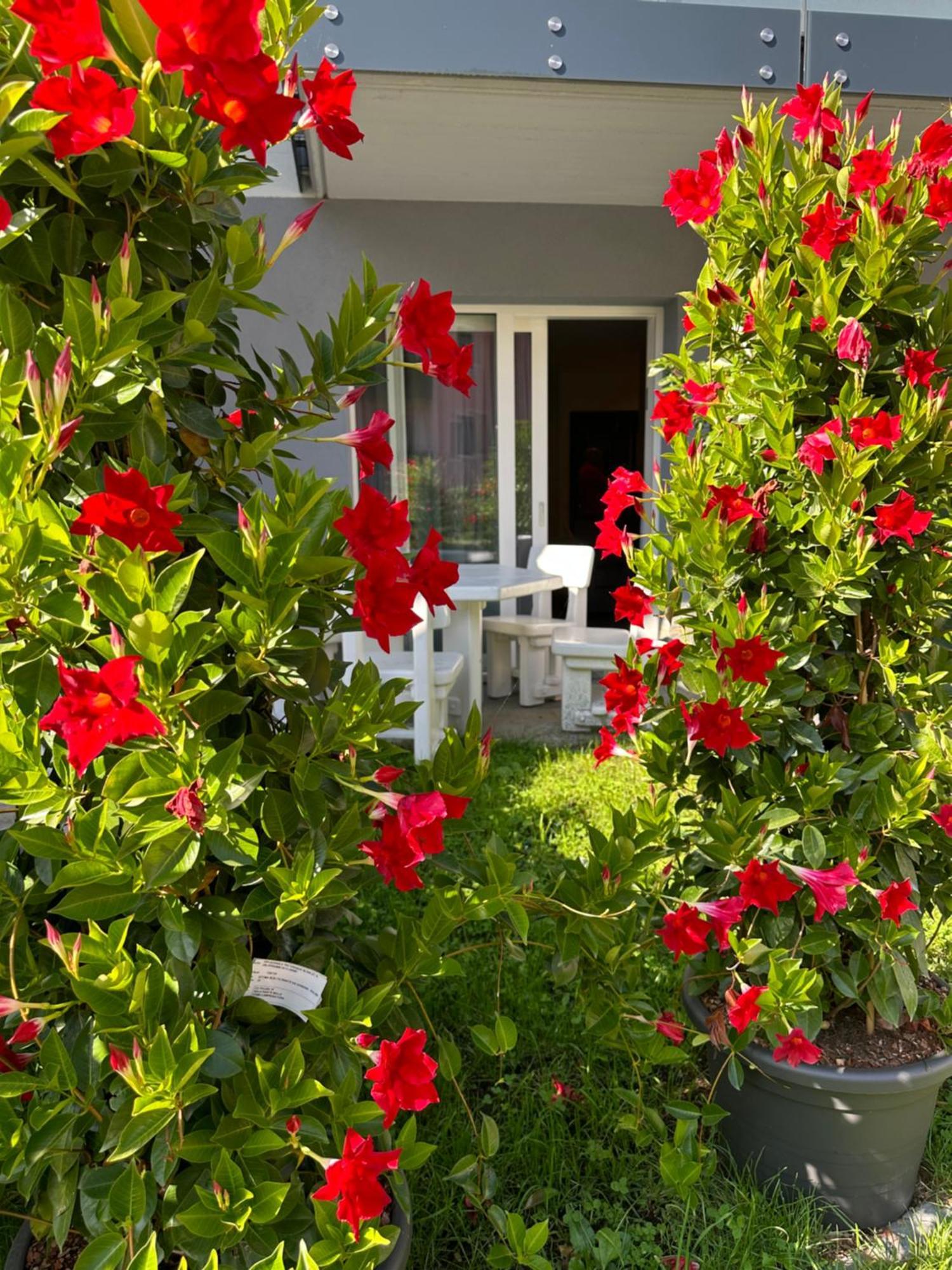 Rosensuite La Residenza Del Rosengarten بينْسولُ المظهر الخارجي الصورة